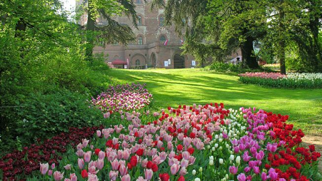 CASTELLO DI PRALORMO_Messer Tulipano 00