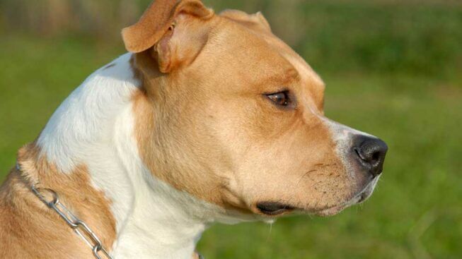 american-staffordshire-terrier