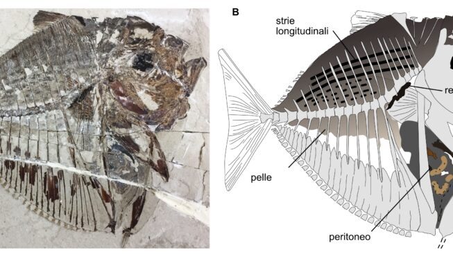 Fig1